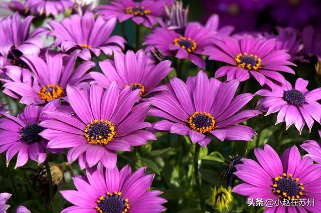 南非万寿菊简介(南非万寿菊的种植方法和注意事项)