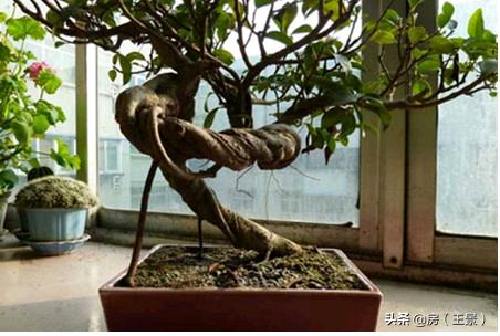 细叶榕养殖方法（细叶榕养殖方法和技巧）