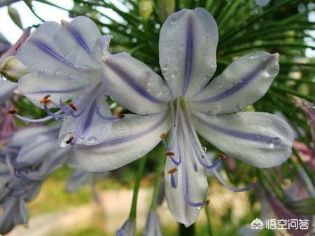 蓝色百合是天然的吗（有蓝色百合吗）