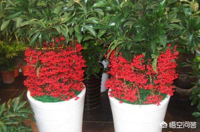 适合室内养的植物花卉喜阴(适合室内养的喜阴绿植)