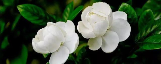 鲜花店店内照片(鲜花店内部照片)