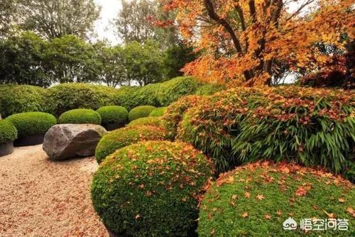 常见花灌木(常见花灌木50种)