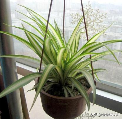 适合室内种植的绿植（适合室内种植的绿植有哪些）