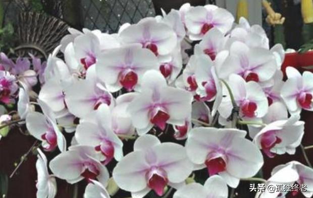 兰花种类大全（兰花种类大全一览表）