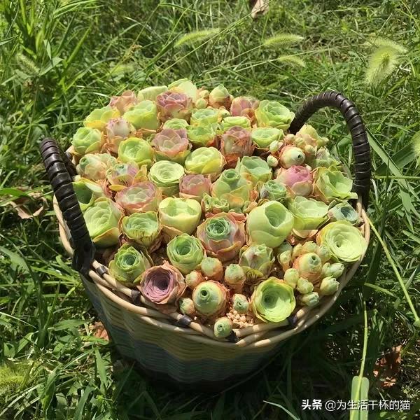 送喜欢的人什么花合适(送哪种花给喜欢的人)