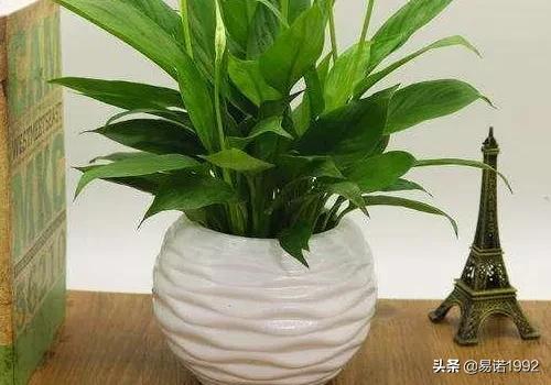 室内小盆景植物图片大全(室内小盆栽植物有哪些)
