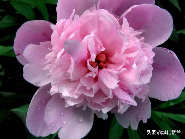 芍药花语图片（芍药花语图片大全）