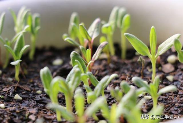 满天星的外貌描写（满天星的外貌描写100字）