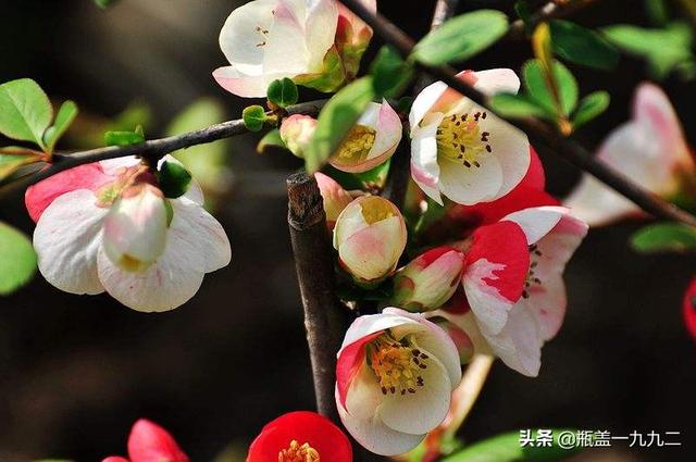 木瓜海棠和西府海棠（木瓜海棠和西府海棠哪个漂亮）