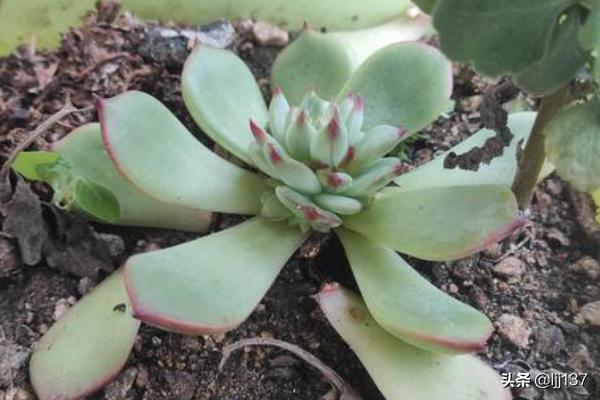 多肉植物怎么养长得快（多肉怎么养长得快茂密）