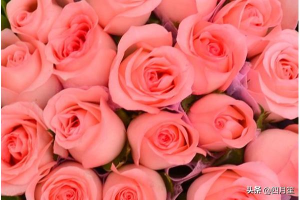 粉色玫瑰花寓意和象征意义(粉色玫瑰花花语和寓意)