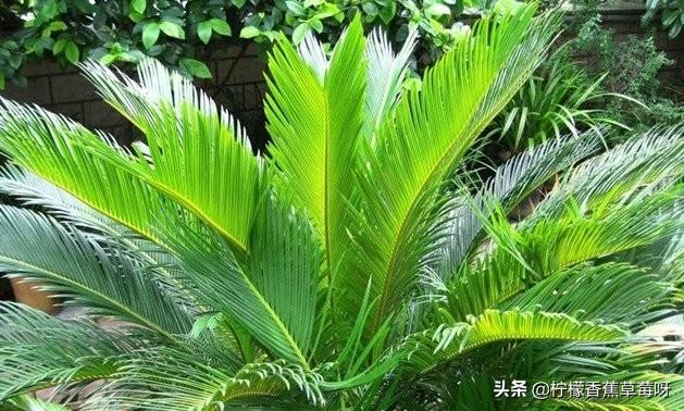 铁树开花（铁树开花图片）