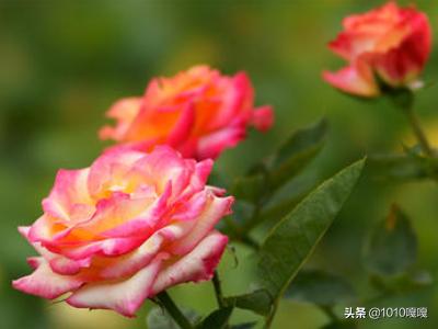 夏季开的花都有啥（夏季开花有什么花）