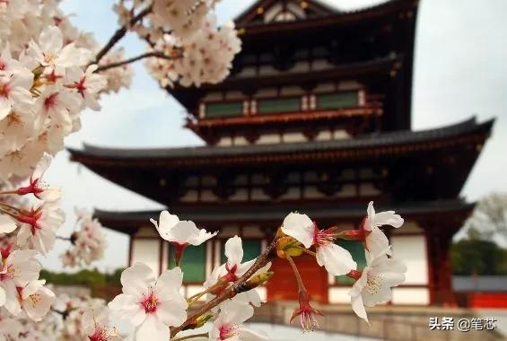 关于樱花的浪漫短句(关于樱花浪漫的诗)