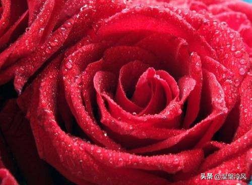 玫瑰花的外形特点怎么写(玫瑰花外形特点怎么写180字)