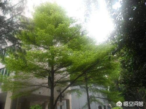 榄仁树图片(锦叶榄仁树图片)