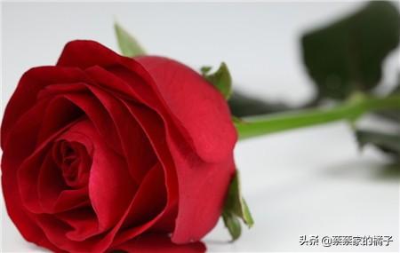 玫瑰花的颜色含义(玫瑰花颜色含义大全)