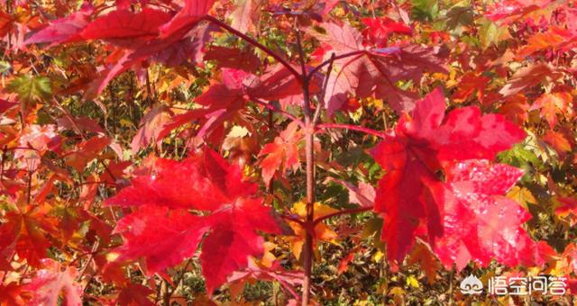 美国红枫报价价格表（美国红枫市场价）