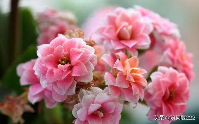 适合送给老人的花(适合送给老人的花束)