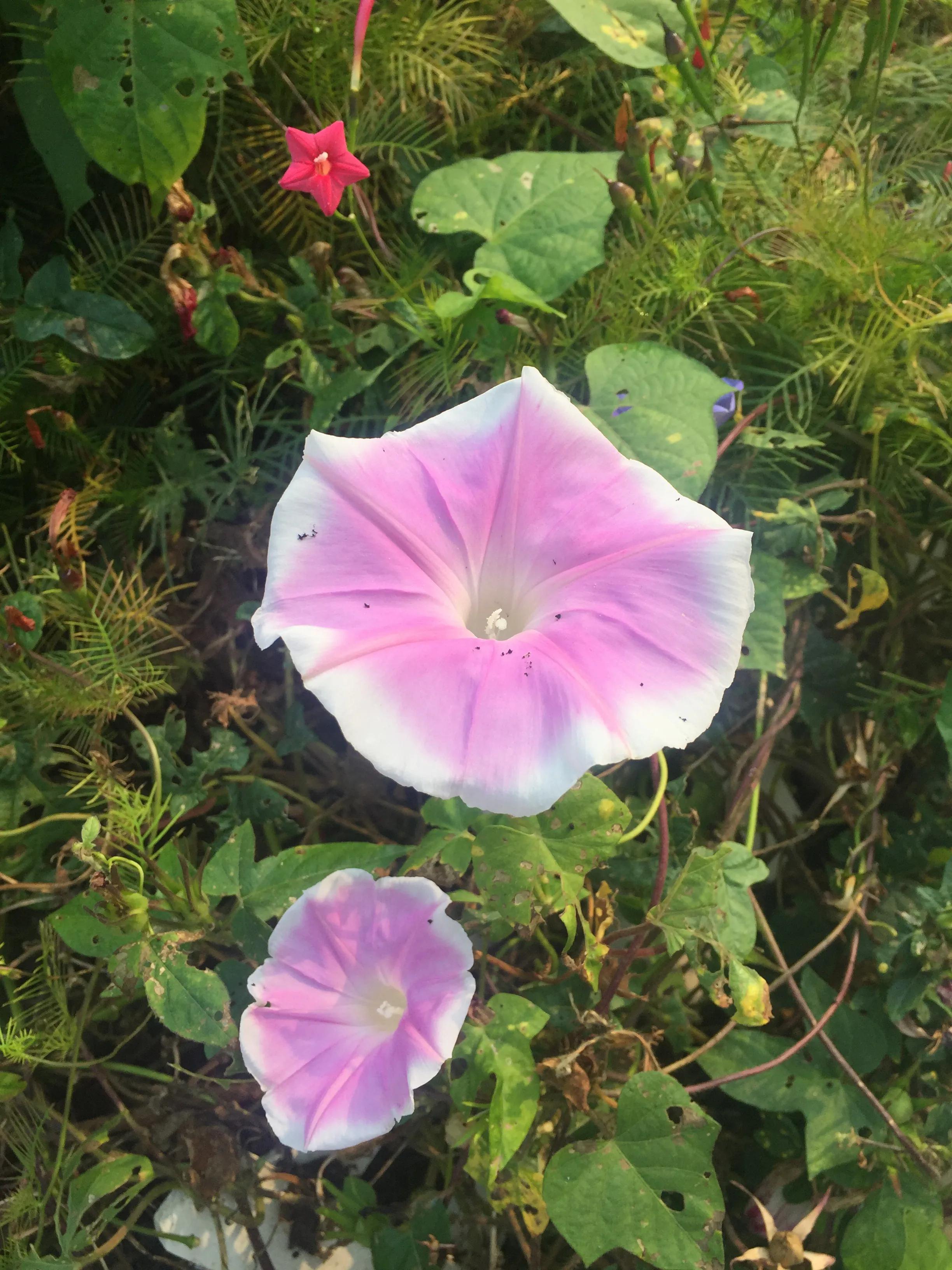 牵牛花的种植方法和时间(牵牛花9月可以播种吗)