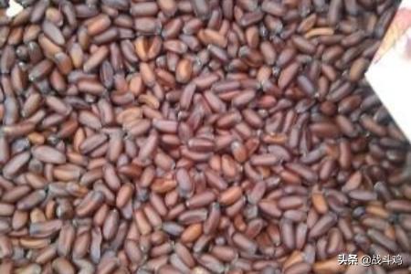 腊梅籽能不能种植(腊梅籽怎么育苗)