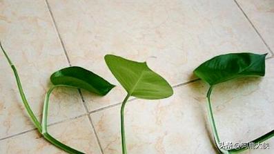 绿萝5种扦插方法（绿萝十大害处）