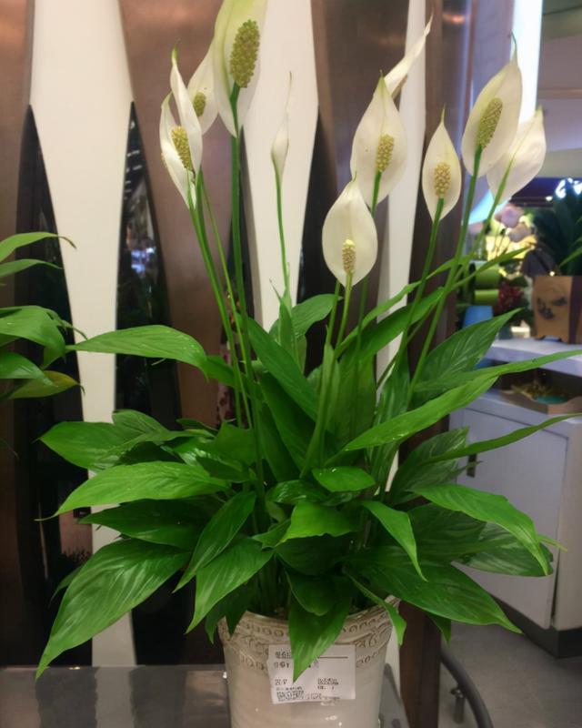 盆栽白掌的养殖方法(白掌专用盆)