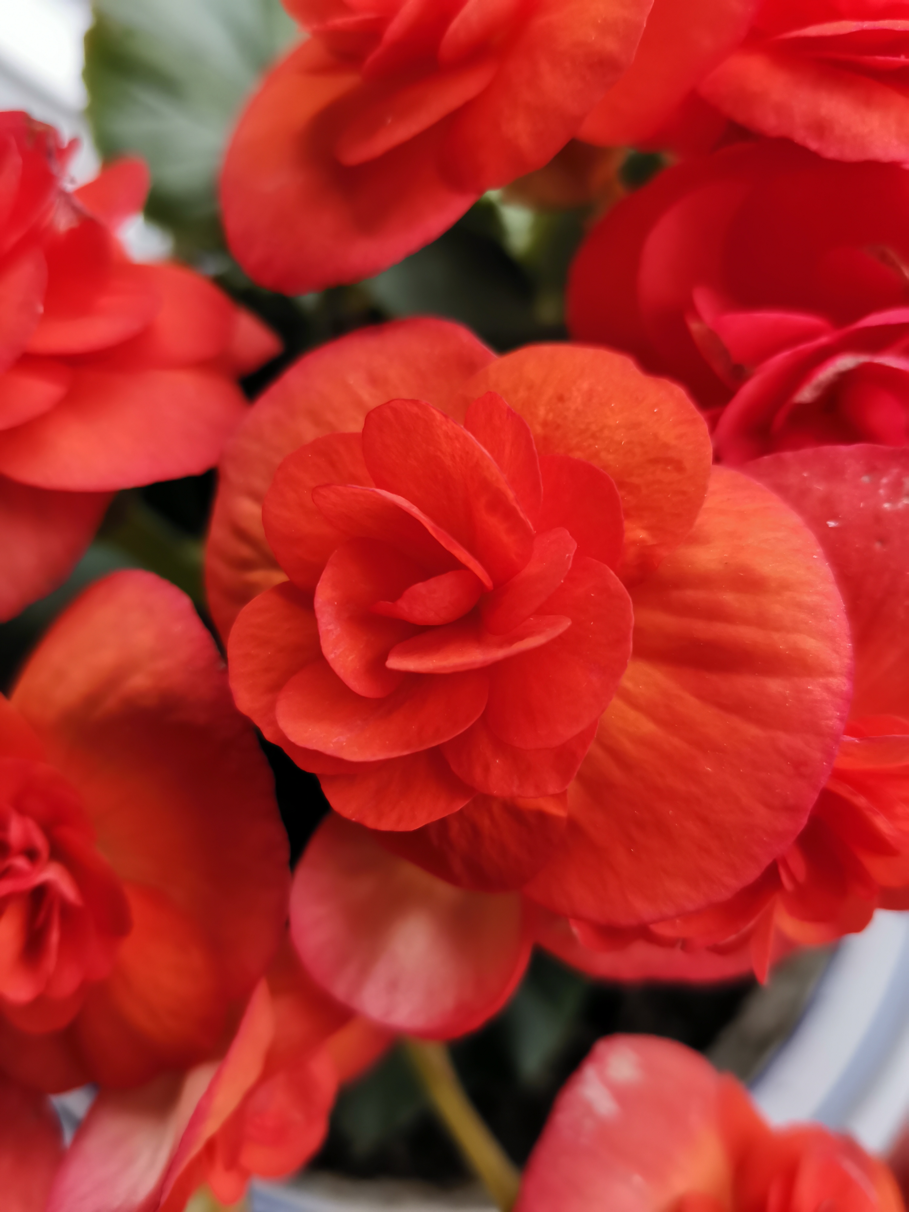 石家庄市网购鲜花店(石家庄市网购鲜花店在哪)