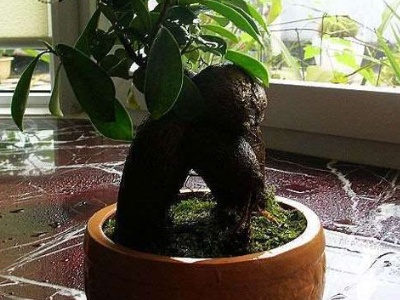 人参榕树盆景怎么养比较好(人参榕树盆景图片造景)