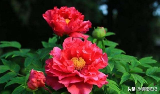 花朵名字大全唯美（花朵名称大全带含义）