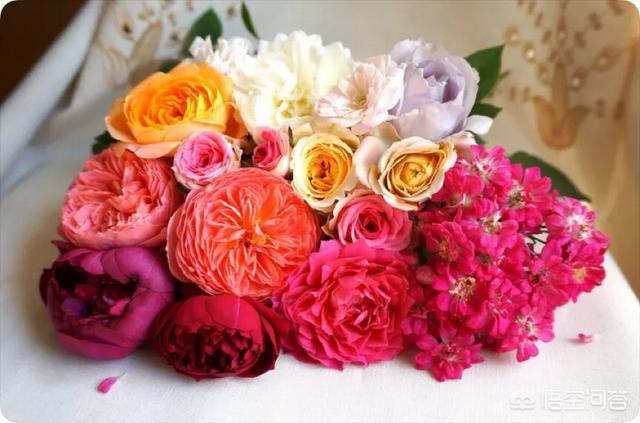 月季扦插技术(月季扦插技术要点)