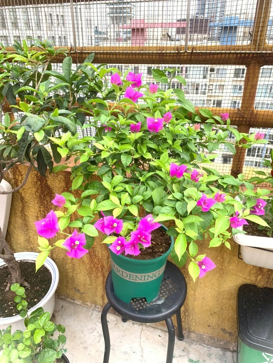 三角梅养护管理方法(三角梅养护视频)