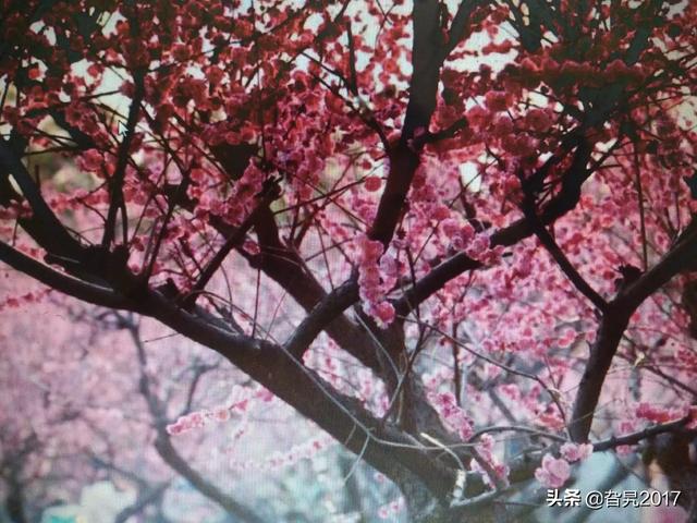 日本国花(中国正式宣布的国花)