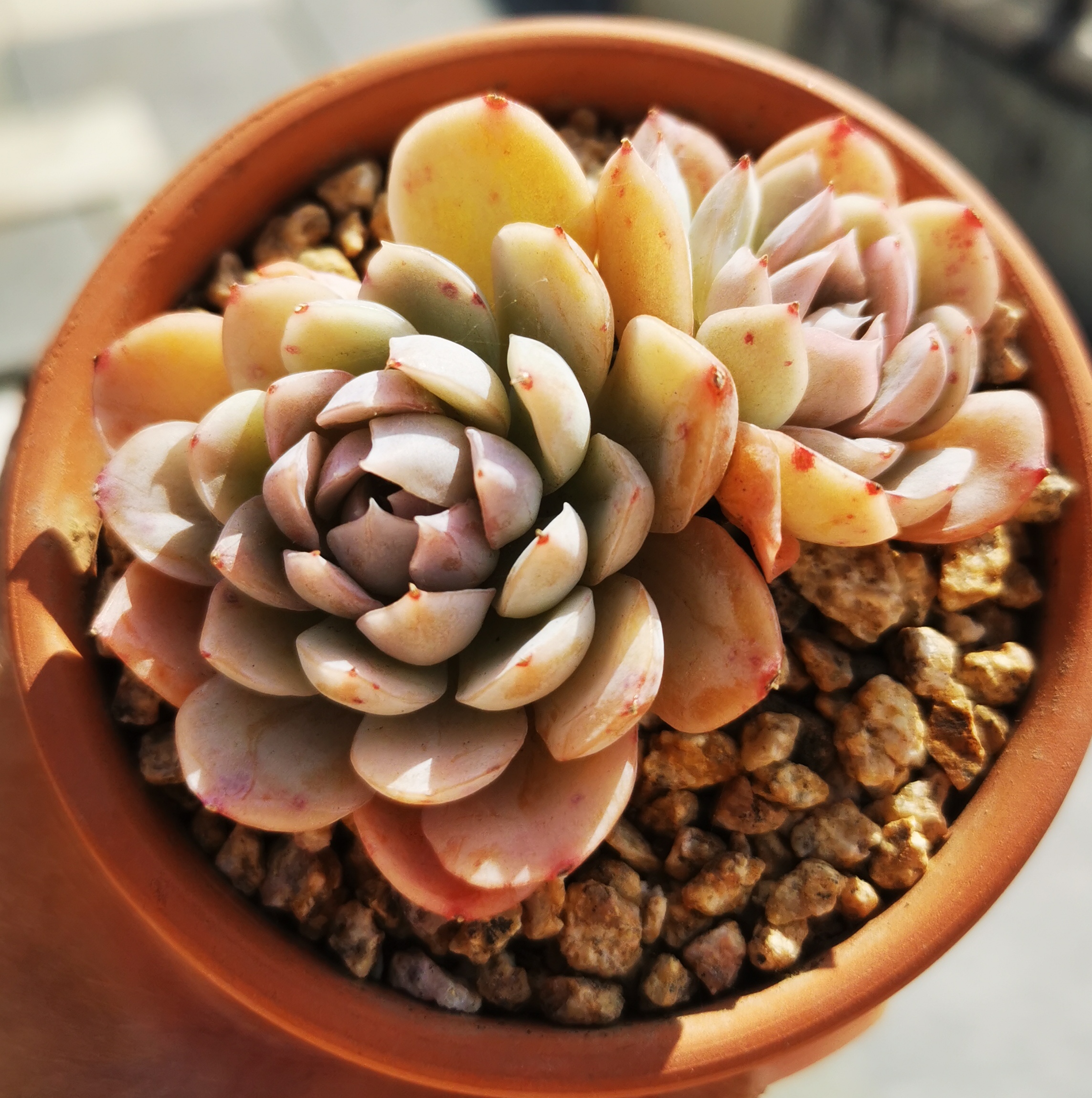 怎样养好多肉植物（怎样养好多肉植物图片）