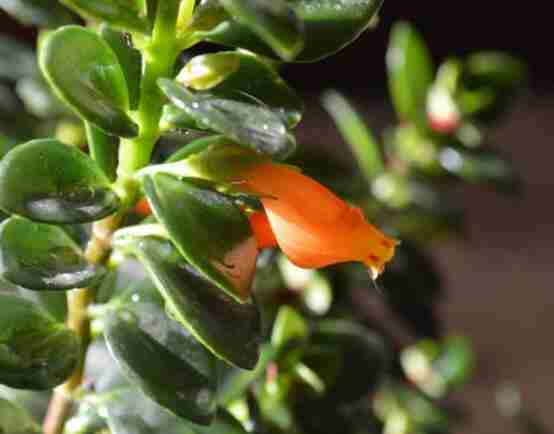 金鱼花怎么养才能开花(金鱼花放客厅大忌)