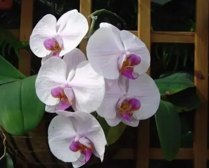 最美的高清蝴蝶兰图片(最美的蝴蝶图片大全油画)