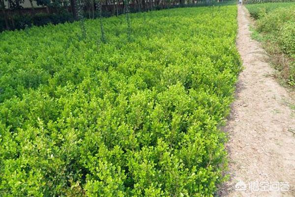 小叶女贞种植方法(小叶女贞种植方法视频)