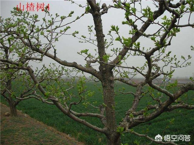 山楂树图片高清(山楂树图片大全大图真实)