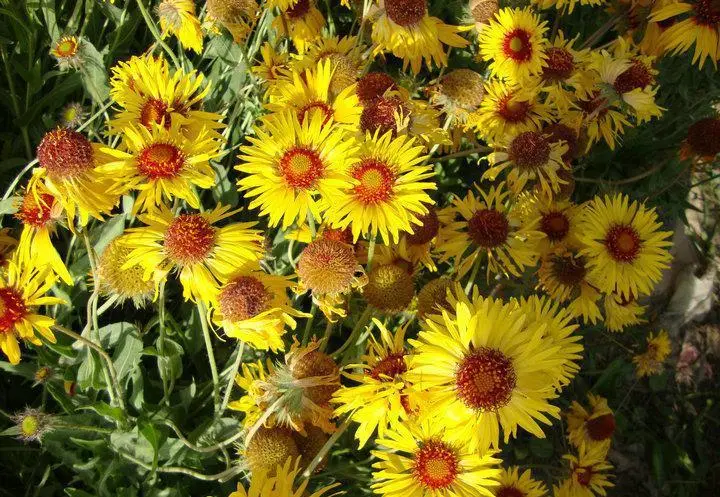 天人菊几月播种(天人菊几月播种最好)