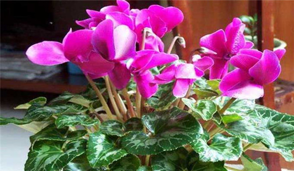 仙鹤来花的养殖方法(仙鹤来花怎样培植)