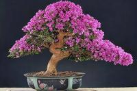 三角梅盆景制作办法（三角梅盆景造型设计）