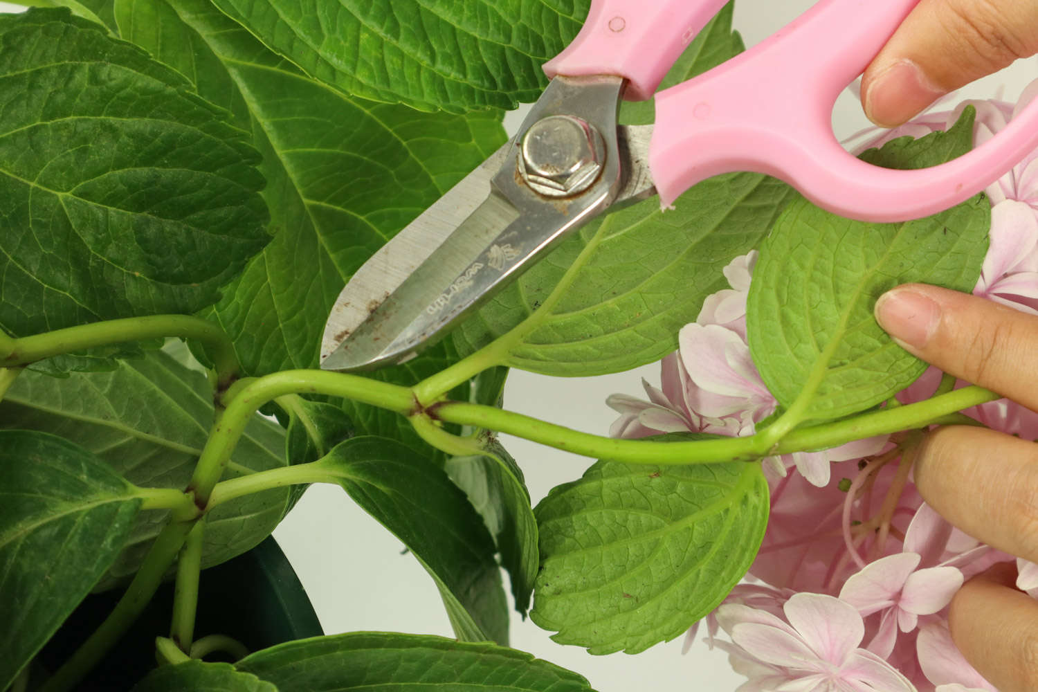 紫色绣球花的寓意（紫色绣球花的花语,是永恒的爱情）