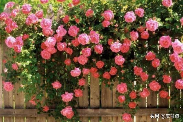 描写蔷薇花最美诗句（描写蔷薇的唯美诗句）