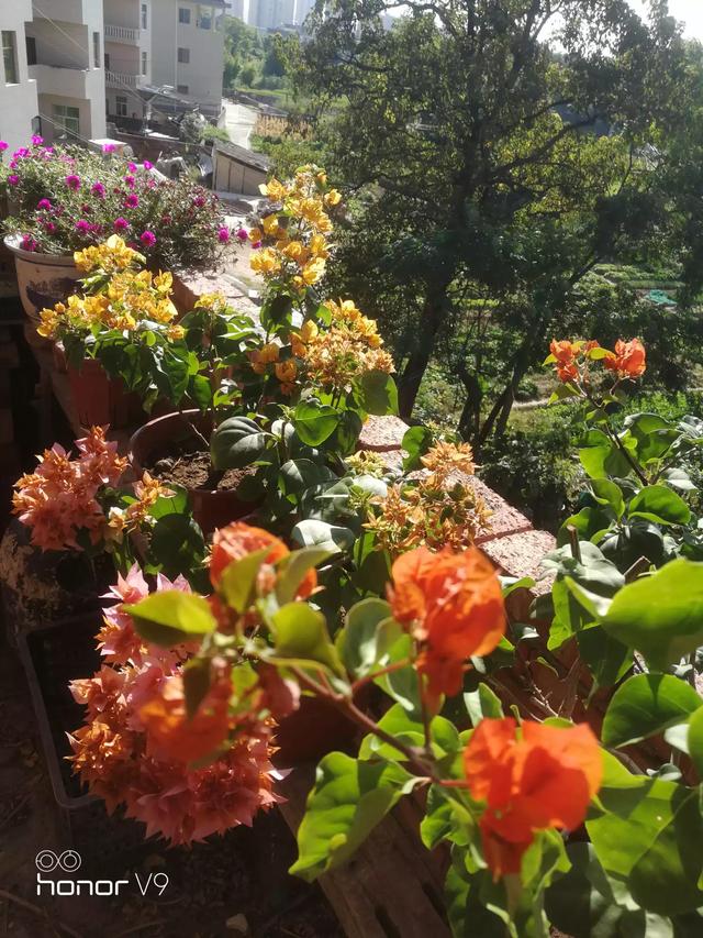 秋季三角梅的修剪方法（秋季三角梅的修剪方法视频）