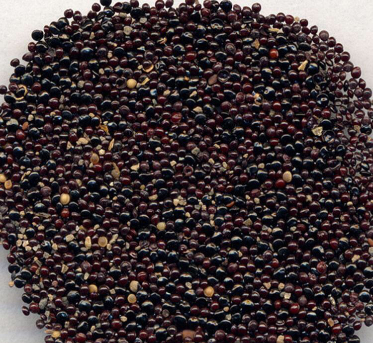 种鸡冠花有什么讲究(种鸡冠花好吗)