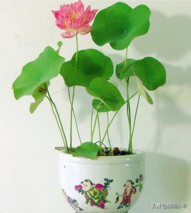 高端盆景植物有哪些(高端盆景图片大全欣赏)