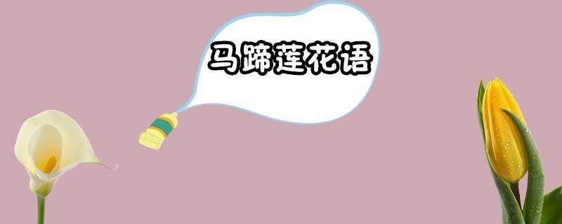 马蹄莲的花语和寓意蓝色（马蹄莲颜色花语）