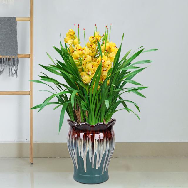 大惠兰花怎么养殖方法和注意事项