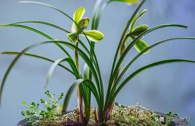 种植兰花需要注意什么（种植兰花有什么好处）