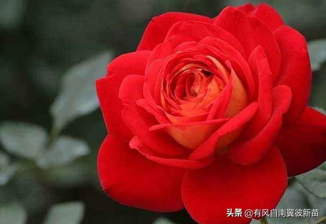 朋友圈晒月季花的唯美句子(月季花发朋友圈的配文)